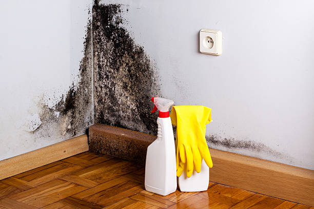 Why You Should Choose Our Mold Remediation Services in Potosi, TX